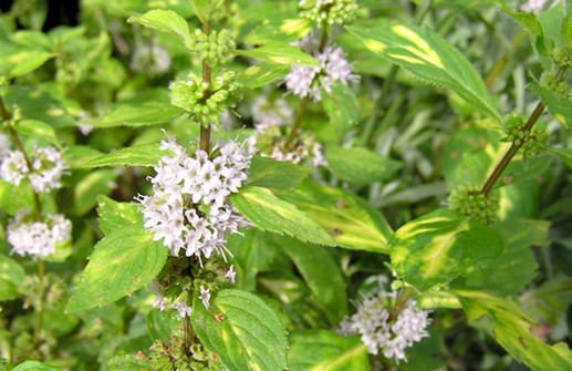 Ingefärsmynta 'Variegata', i blom